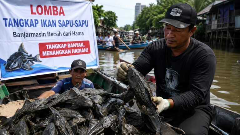 DKP3 Banjarmasin Rencanakan Lomba Tangkap Ikan Sapu-sapu!