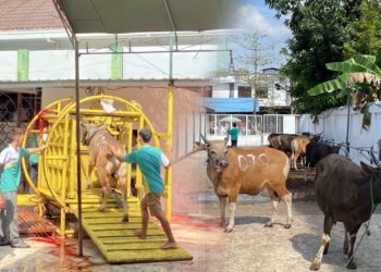Penyelenggaraan penyembelihan hewan kurban di Masjid Al Jihad Banjarmasin, Kamis [28/5]