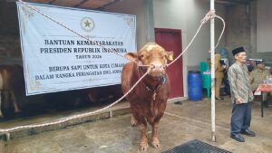 Ribuan Sapi Kurban dari Prabowo Disalurkan ke Seluruh Indonesia