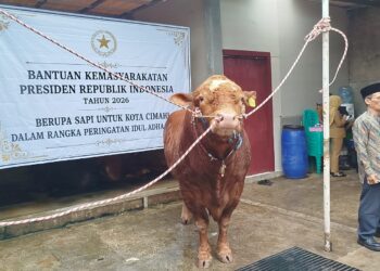 Ribuan Sapi Kurban dari Prabowo Disalurkan ke Seluruh Indonesia