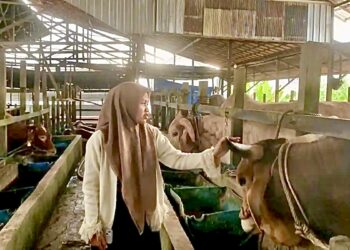 Siti Aisyah bersama sapi pilihan Presiden RI
