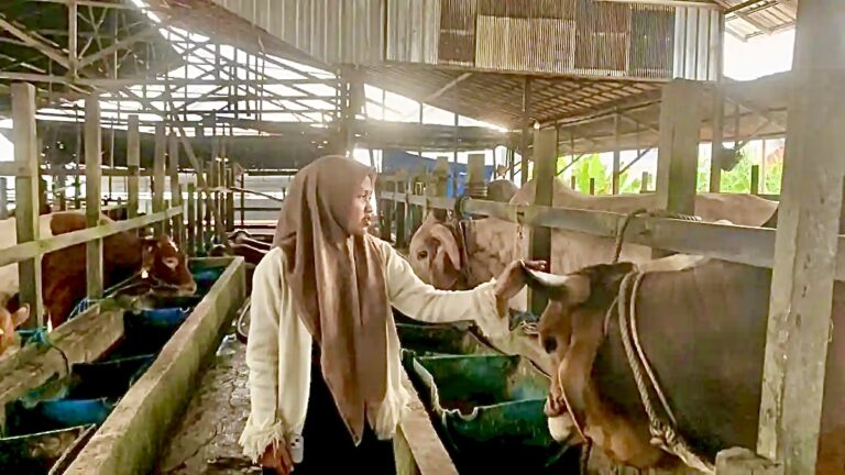 Dua Tahun Berturut, Sapi Peternak Banjar Jadi Kurban Pilihan Presiden RI!