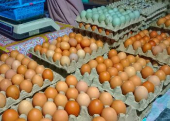 Harga Telur Anjlok