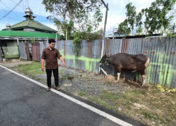 Lokasi tempat sapi qurban lepas