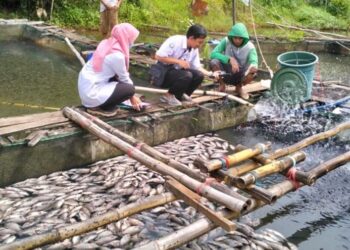 Oksigen Sungai Kawasan Budidaya Ikan Keramba Jaring Apung Kabupaten Banjar Menipis