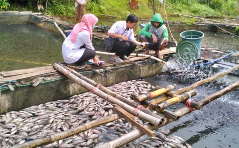 Oksigen Sungai Menipis Akibat Surutnya Debit Air, Ribuan Ikan Keramba di Banjar Terancam