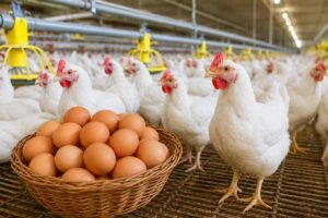 Harga ayam dan telur 2026