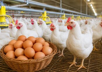 Harga ayam dan telur 2026