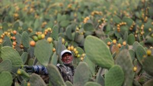 Petani Mesir budidaya buah pir berduri dari kaktus