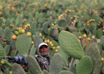 Petani Mesir budidaya buah pir berduri dari kaktus
