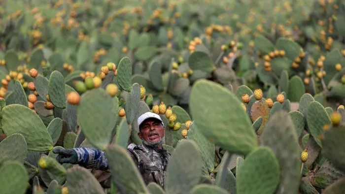 Petani Mesir budidaya buah pir berduri dari kaktus