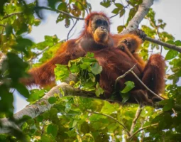Bagaimana Nasib Orangutan Kalimantan di Tengah Ancaman Karhutla Saat Ini?