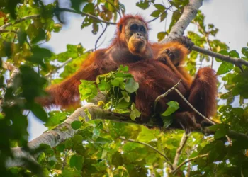 Orangutan
