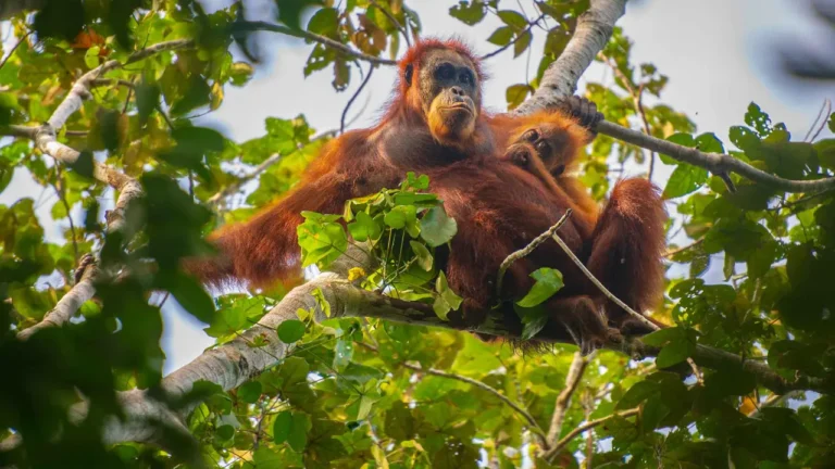 Bagaimana Nasib Orangutan Kalimantan di Tengah Ancaman Karhutla Saat Ini?