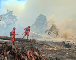42 Perusahaan Terindikasi Karhutla di Kalimantan, 11 Diduga Sengaja Bakar Lahan. Segini Dendanya!