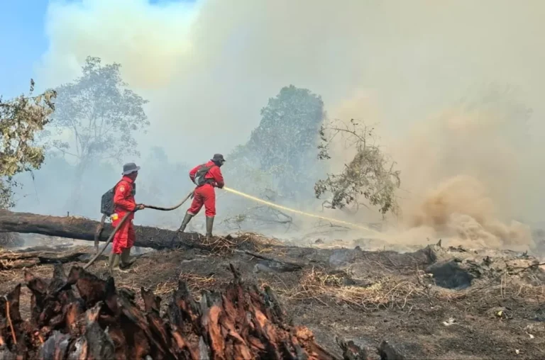 42 Perusahaan Terindikasi Karhutla di Kalimantan, 11 Diduga Sengaja Bakar Lahan. Segini Dendanya!