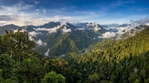 Patungan untuk Hutan