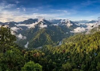 Patungan untuk Hutan