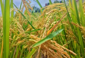 Varietas Siam Madu Murakata Kalsel