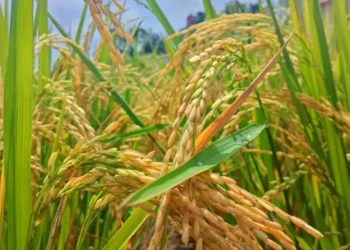 Varietas Siam Madu Murakata Kalsel