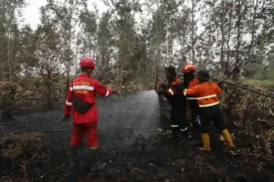 Uji coba Realiza Anti Chamas pada lahan gambut di Sumatera Selatan