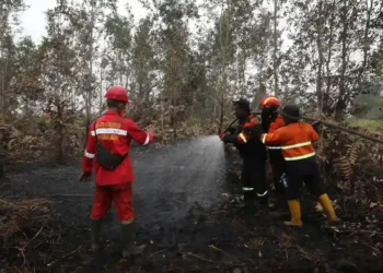 Uji coba Realiza Anti Chamas pada lahan gambut di Sumatera Selatan