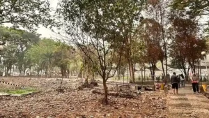 Penataan alun-alun Kamboja